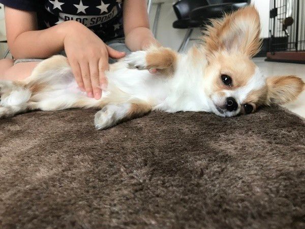 お腹をなでられて気持ち良さそうなMIX（雑種）小型犬