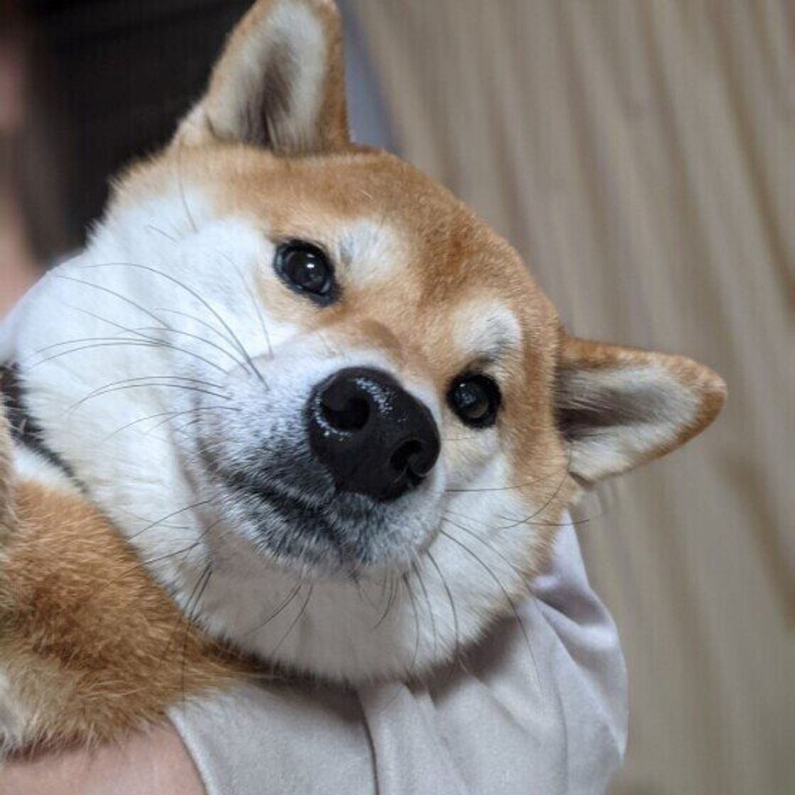 犬の目はじっと見つめてはいけないの 犬と視線を合わせることのメリットとデメリット いぬのきもちweb Magazine 犬の目はじっと見つめてはいけないの 犬と視線を合わせることのメリットとデメリット いぬのきもちweb Magazine