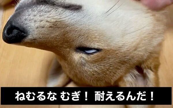 白目になるむぎまるくん