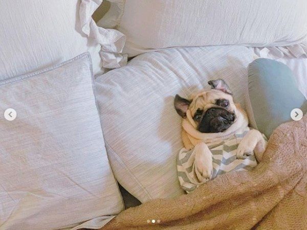 二度寝するパグ