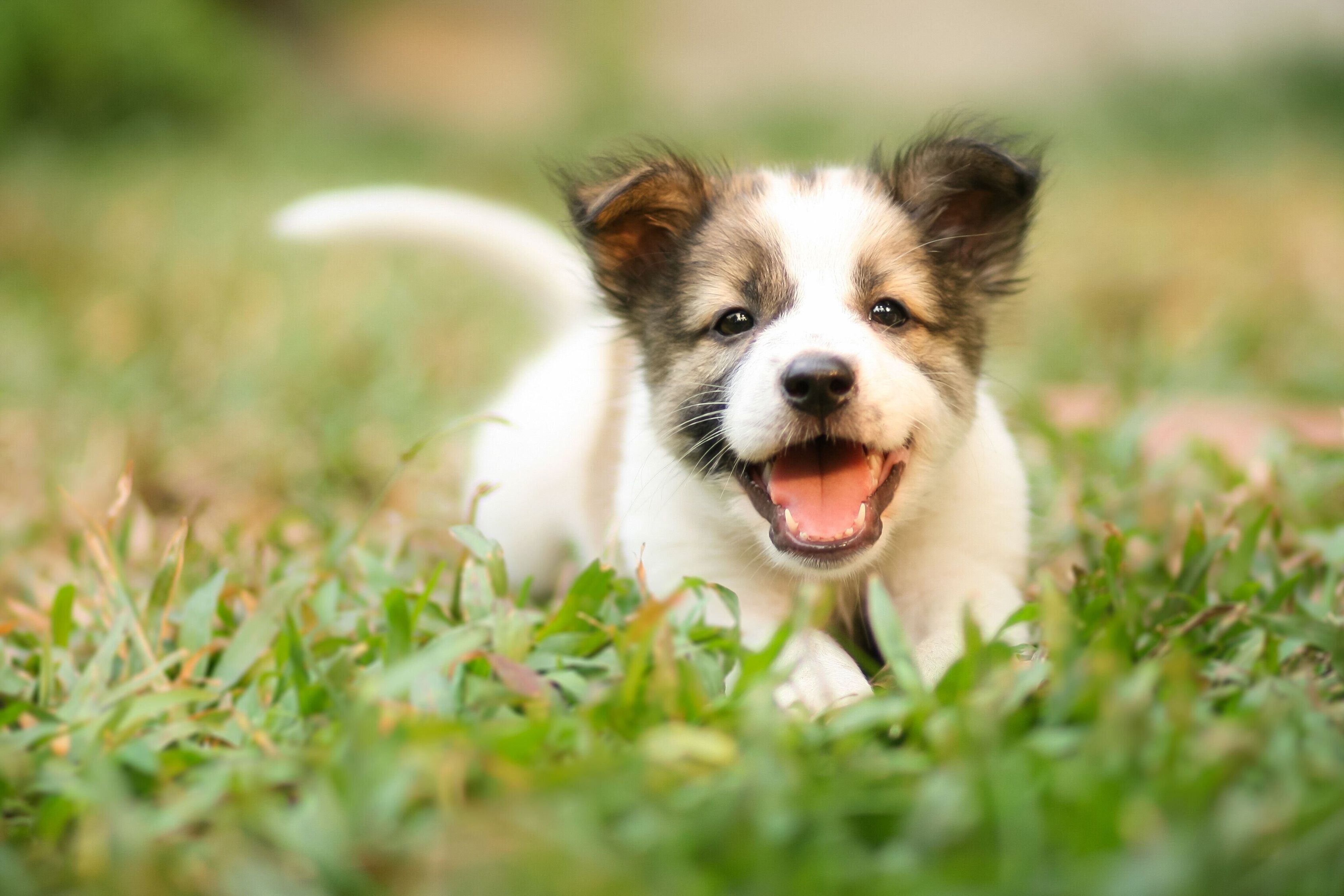 Pr 無料プレゼント 子犬のために 今必要なもの が詰まったギフトboxを抽選で4 000名様に いぬのきもちweb Magazine Pr 無料プレゼント 子犬のために 今必要なもの が詰まったギフトboxを抽選で4 000名様に いぬのきもちweb Magazine