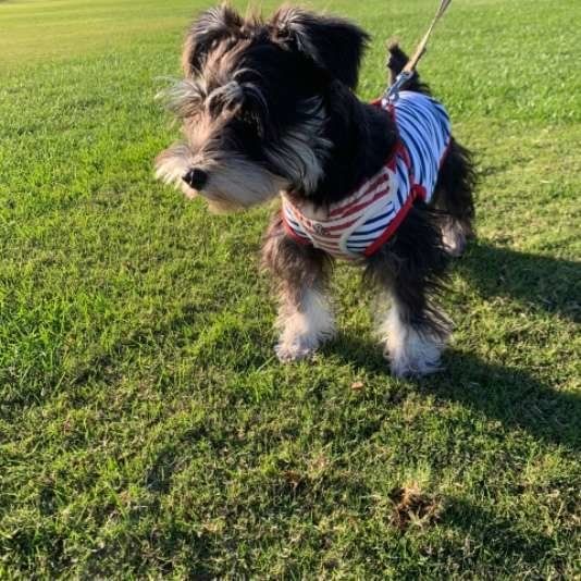 散歩するミニチュア・シュナウザー