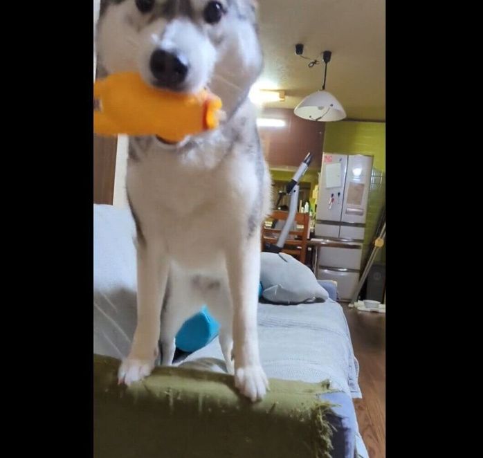 「取ってこい遊び」をするテラちゃん