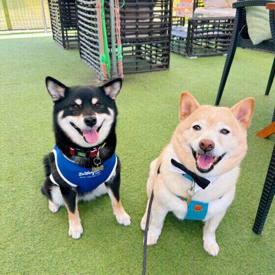 柴のラガーちゃん♪