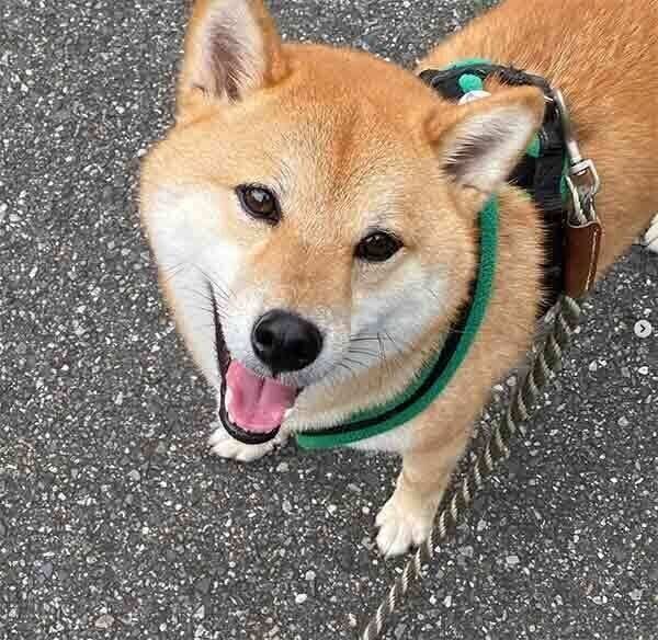 散歩する蘭丸くん