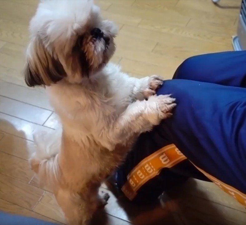 シーズーのえいとちゃん