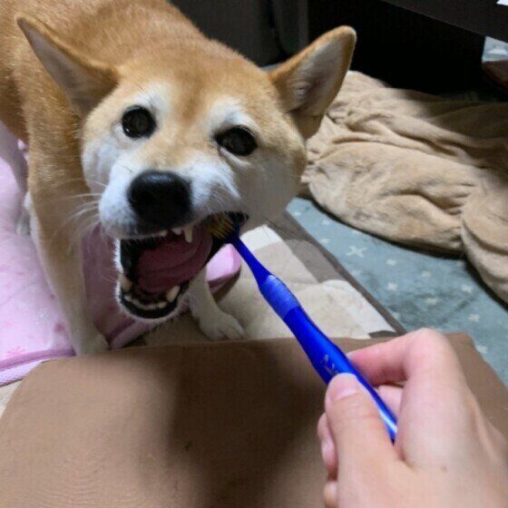歯磨きをする柴犬