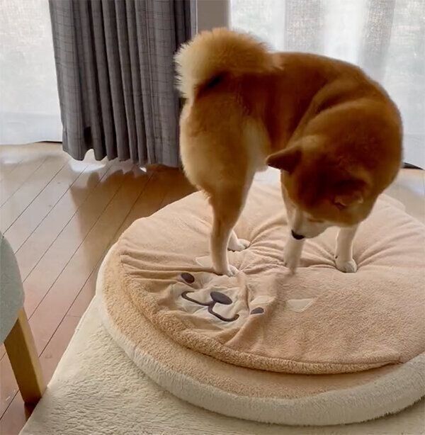 柴ドラに乗るさすけくん