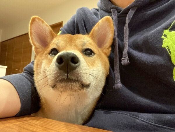 隙間から顔を出す大豆くん