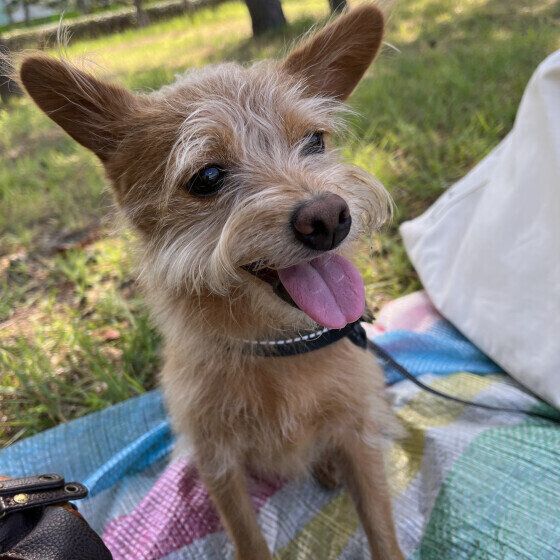 これって便秘？ うんちがなかなか出ない犬への対応 いぬのきもち