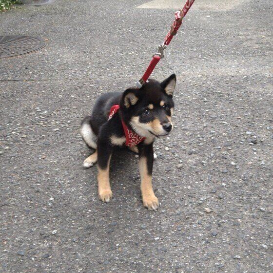 のあちゃん（柴）