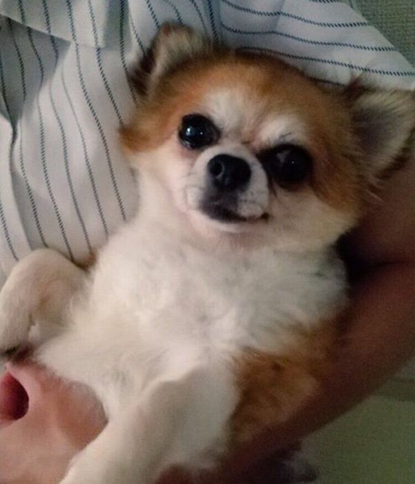 お迎えした当時のぼんくん