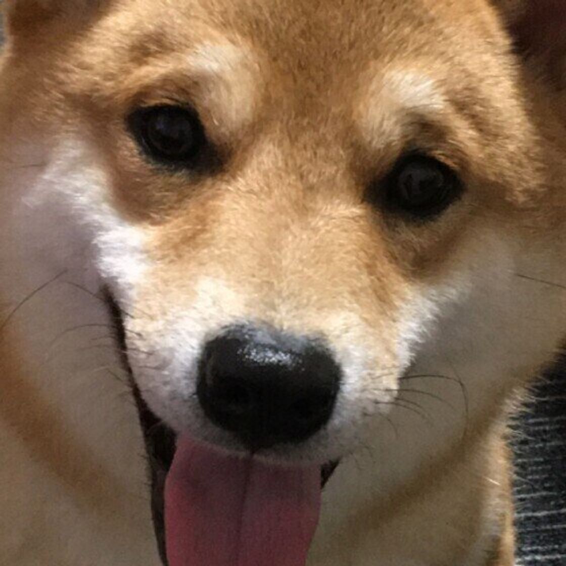 獣医師監修 犬にアルコール お酒 は絶対にng 誤飲してしまったときの症状と対処方法 いぬのきもちweb Magazine 獣医師監修 犬にアルコール お酒 は絶対にng 誤飲してしまったときの症状と対処方法 いぬのきもちweb Magazine