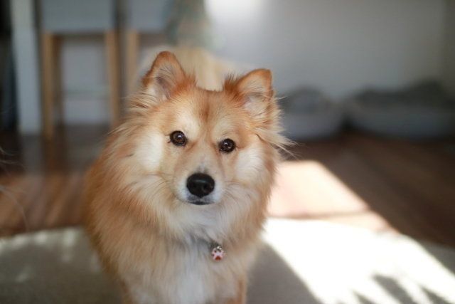 賢さの 質 の違い 穴澤賢のいぬの話 いぬのきもちweb Magazine