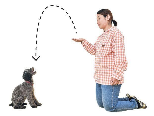 フードキャッチ