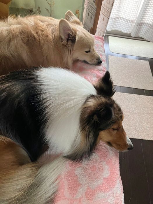 同じような表情の2頭がかわいすぎる