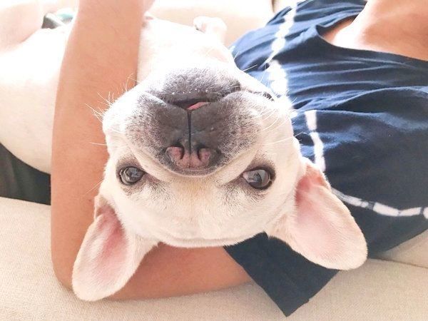 まるで専属トレーナー 筋トレするパパをサポートする犬の姿とは いぬのきもちweb Magazine