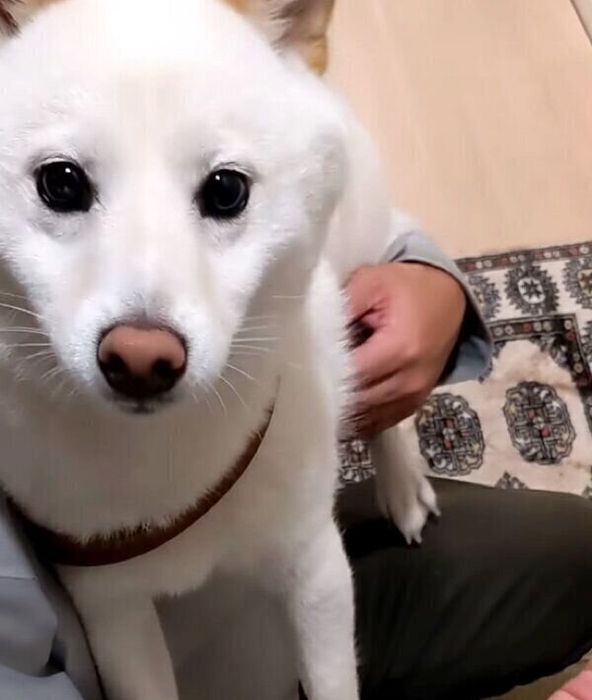 飼い主さんの膝の上に乗るシロちゃん