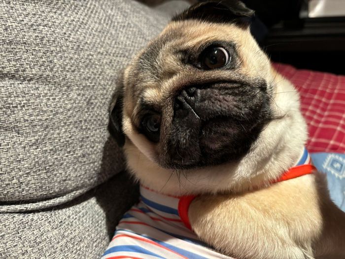 別の日 飼い主さんを見つめているモンちゃん