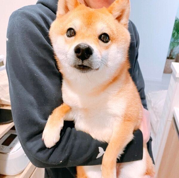 見つめるちくわくん