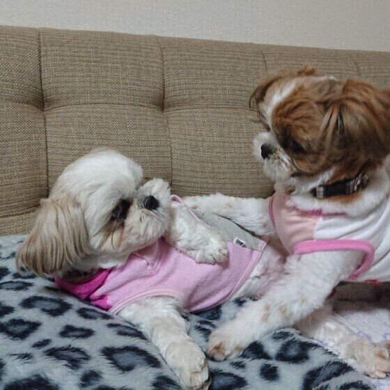 犬が楽しむガウガウ遊び「ワンプロ」の注意点とは？ いぬのきもち