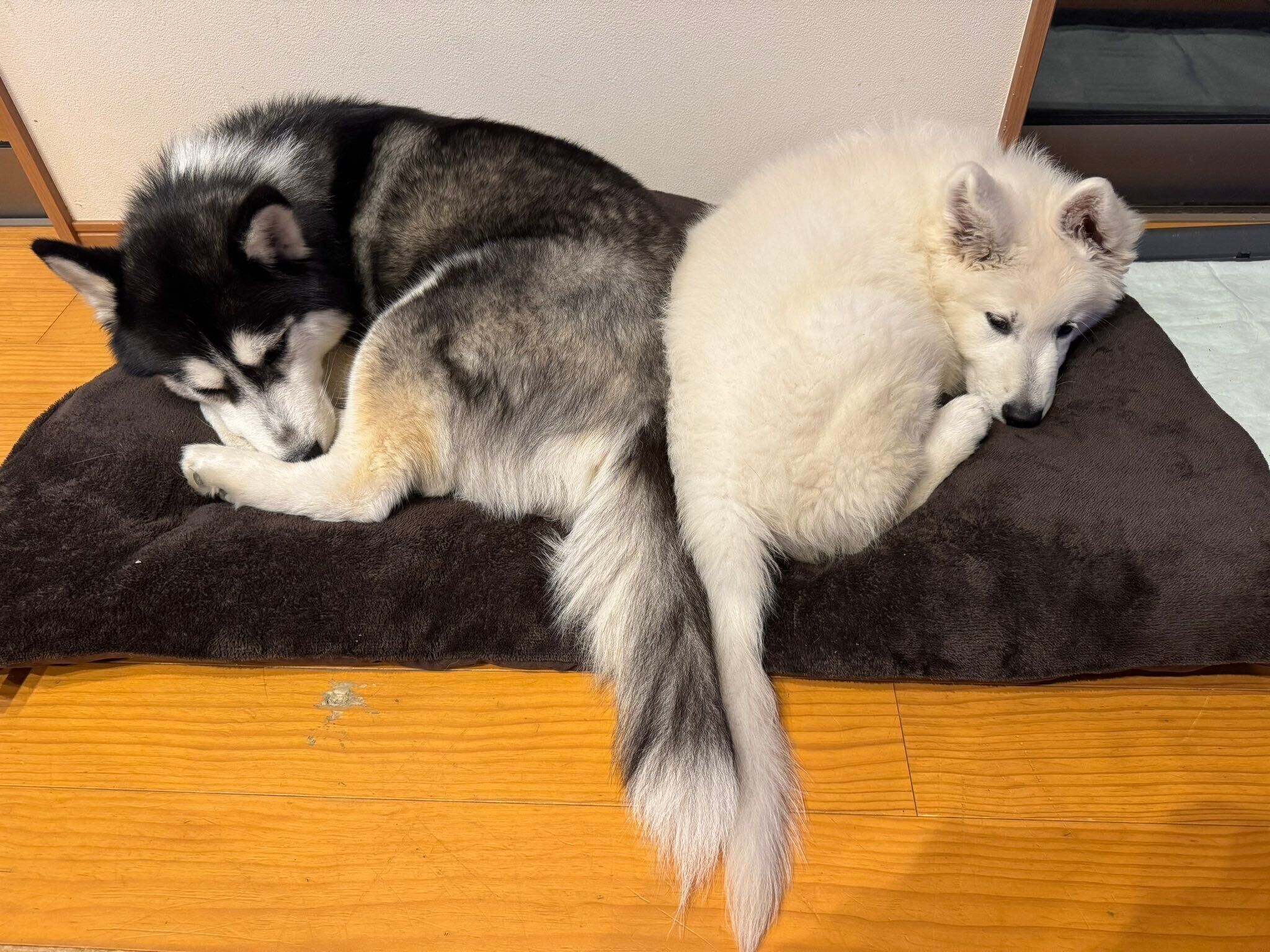 仲良くまったりするゼロくん、ソフィちゃん