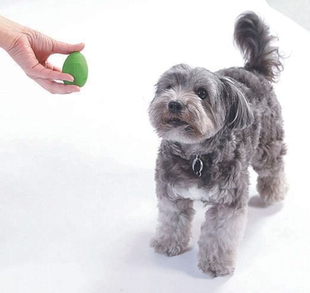 犬のおもちゃ フードボール 愛犬に合ったサイズを選べていますか いぬのきもちweb Magazine 犬のおもちゃ フードボール 愛犬に合ったサイズを選べていますか いぬのきもちweb Magazine