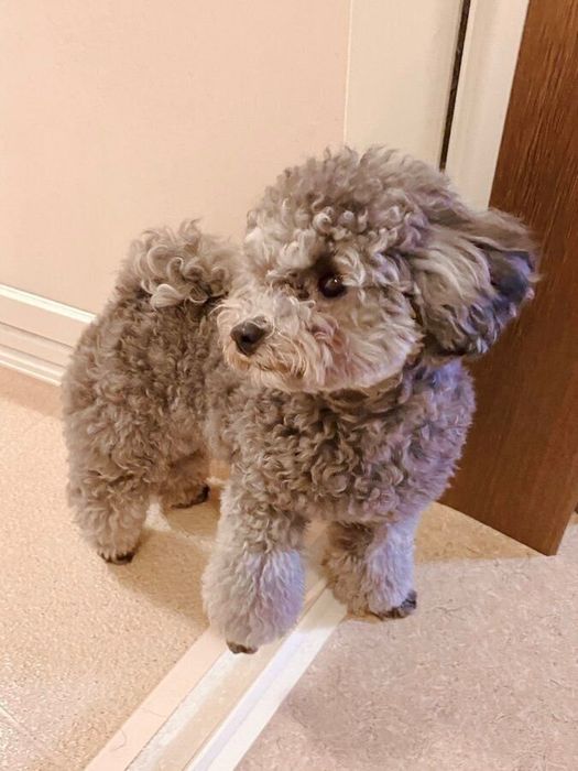 飼い主さんは見るたびに「あらかわいい」と声をかけてしまうそう