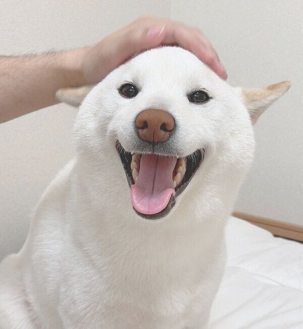 笑顔が可愛いもち吉くん