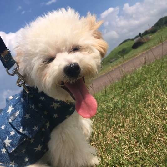 ミックス・ポポロンくん・お散歩