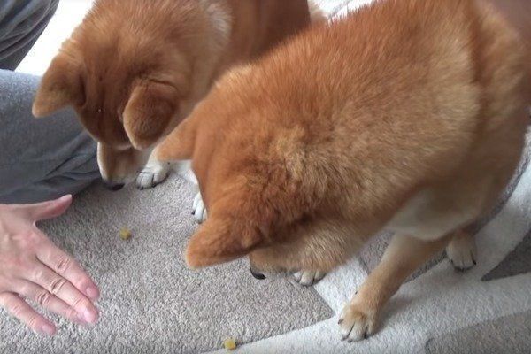 恋みくじをひく柴犬