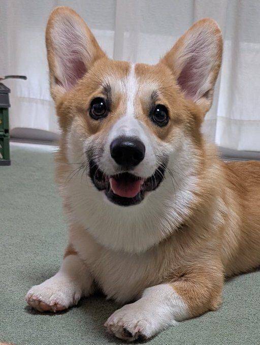かわいらしい笑顔を見せるコーギー