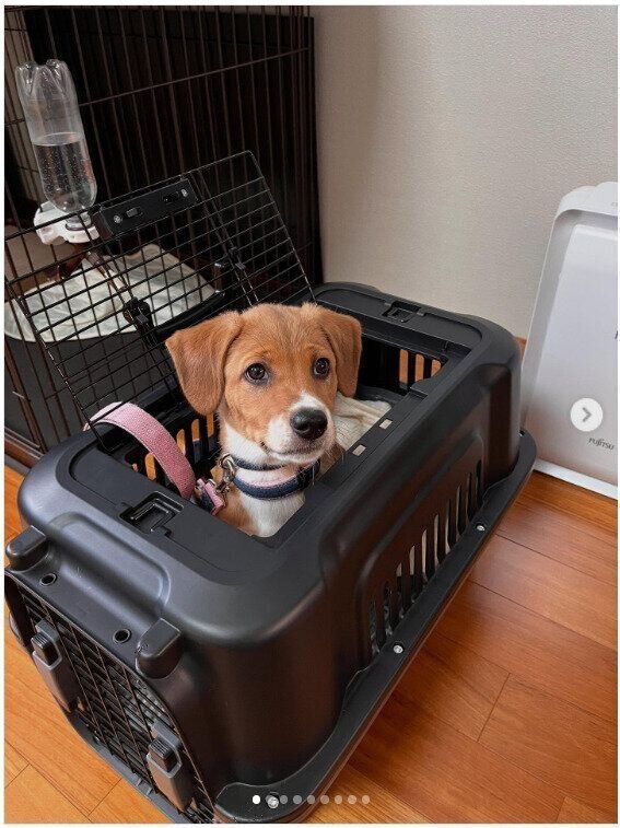 飼い主さんのおうちにきた犬