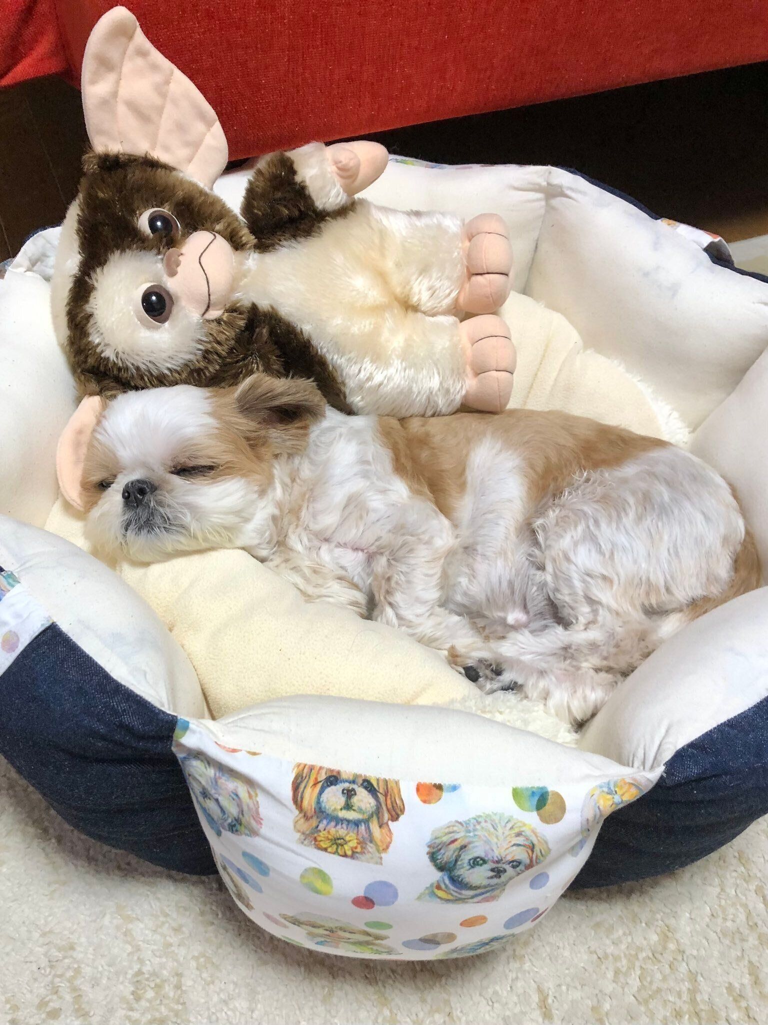 「ちび太の相棒“ギズモ君”と遊んだり眠ったりする姿は本当にかわいいです」と飼い主さん