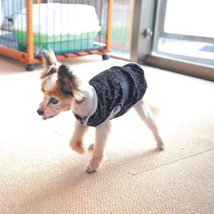 最愛の飼い主さんが先立ち、Ｔさん家に迎えられた松ケンくん