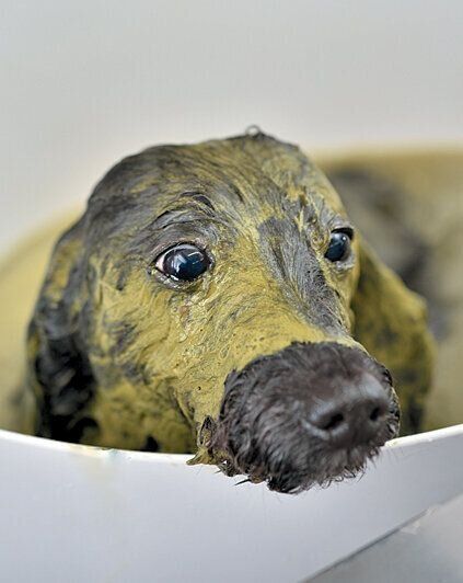 ハーブパックをする犬