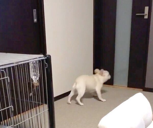 逃げるさくらちゃん