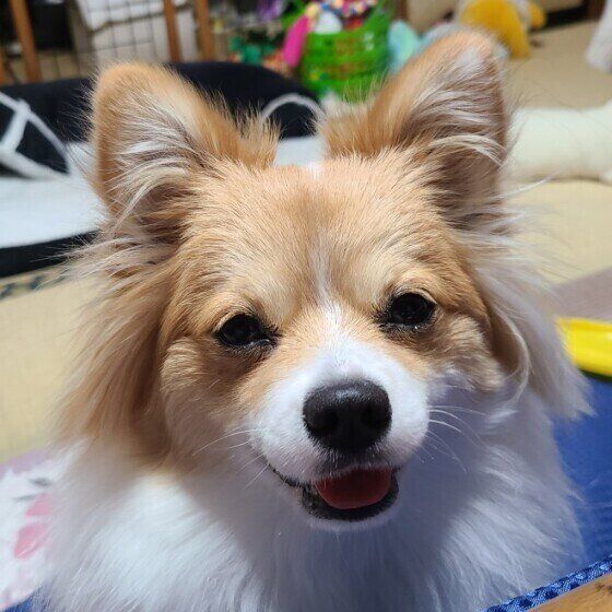 笑顔を見せるMix犬