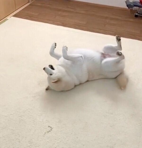 お散歩拒否するごん太くん