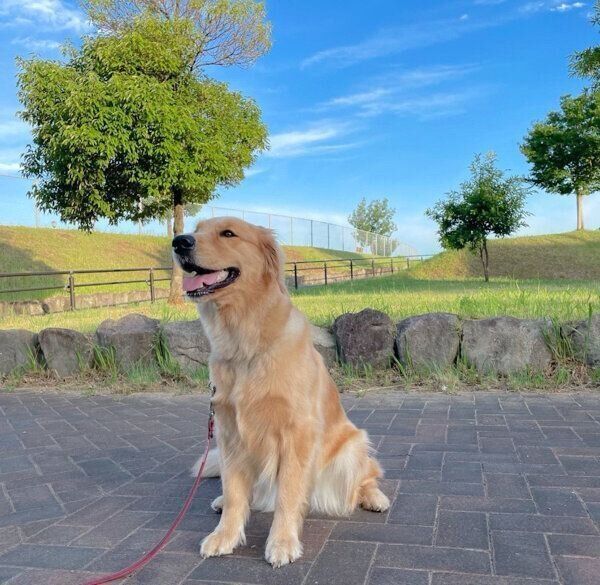 お散歩を楽しむうどんちゃん