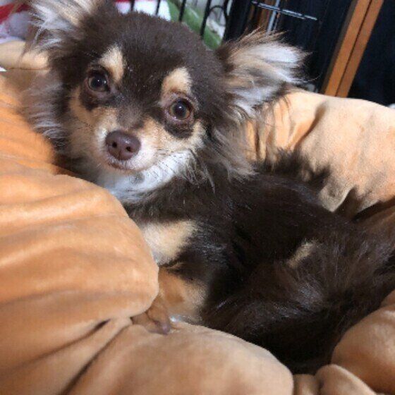 見つめるチワワ