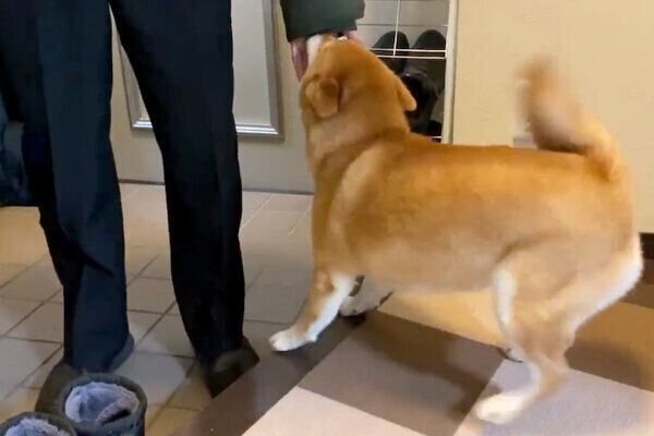 テンションが上がるゆきちゃん