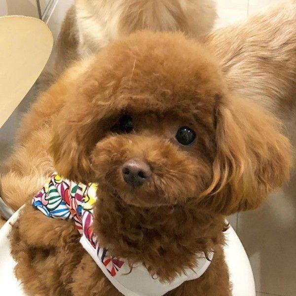 トイ・プードル