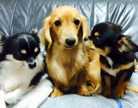 三兄弟のひなたちゃん