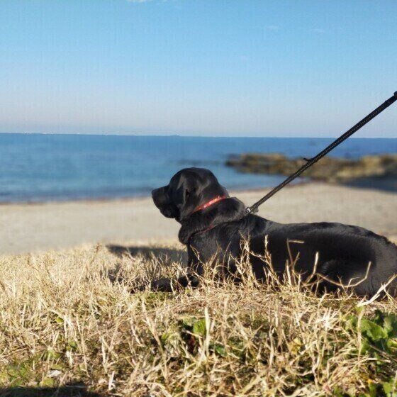 命を助けてくれる供血犬ってどんな犬？ いぬのきもち