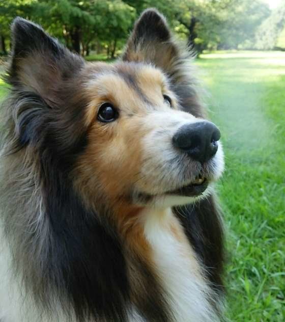 もうすぐ15才、シェットランド・シープドッグのシーザー