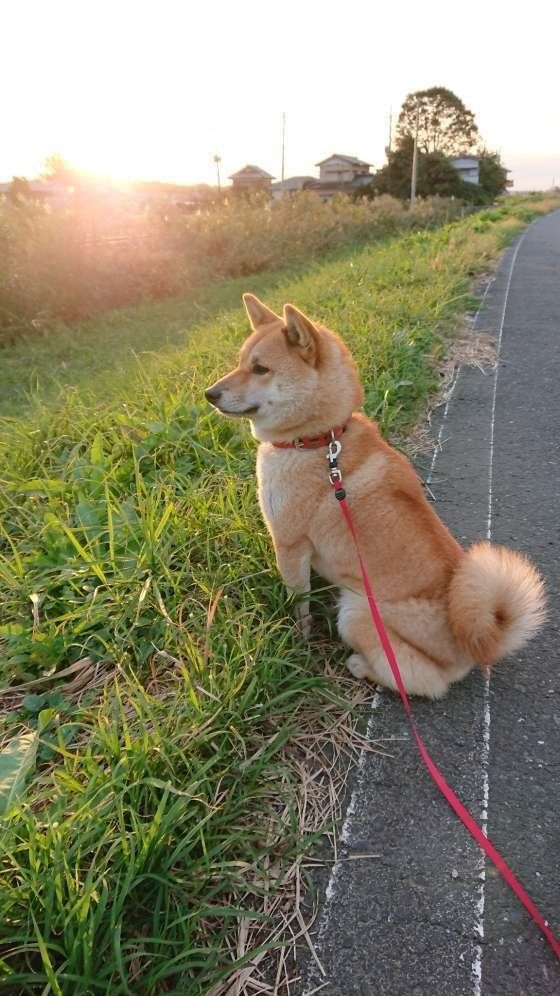 なぜか切ない犬の表情にキュン たそがれ犬 は何を思う いぬのきもちweb Magazine