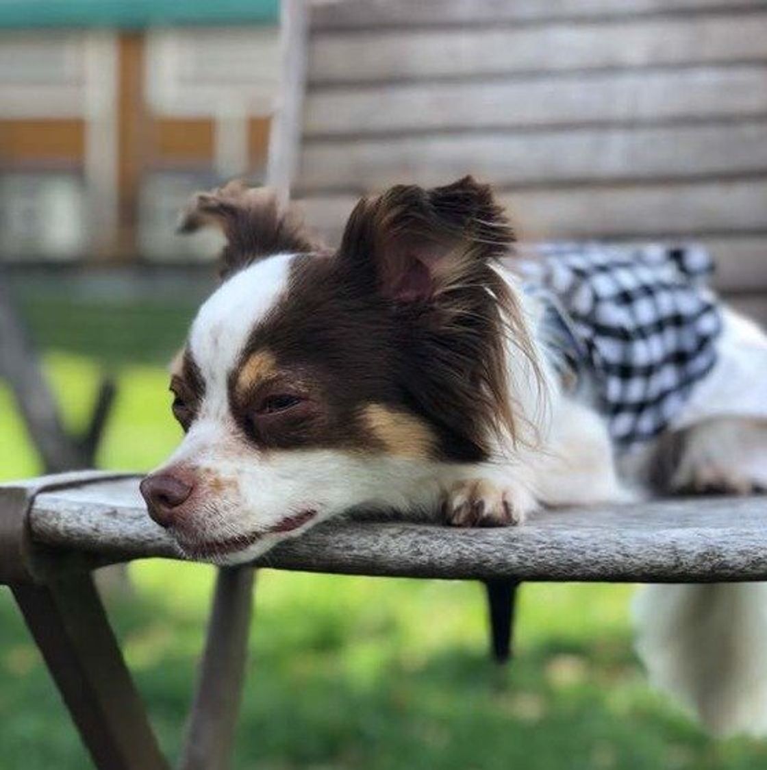 このしぐさは 大好きサイン 愛犬の飼い主さんへの愛情表現を解説 いぬのきもちweb Magazine このしぐさは 大好きサイン 愛犬の飼い主さんへの愛情表現を解説 いぬのきもちweb Magazine