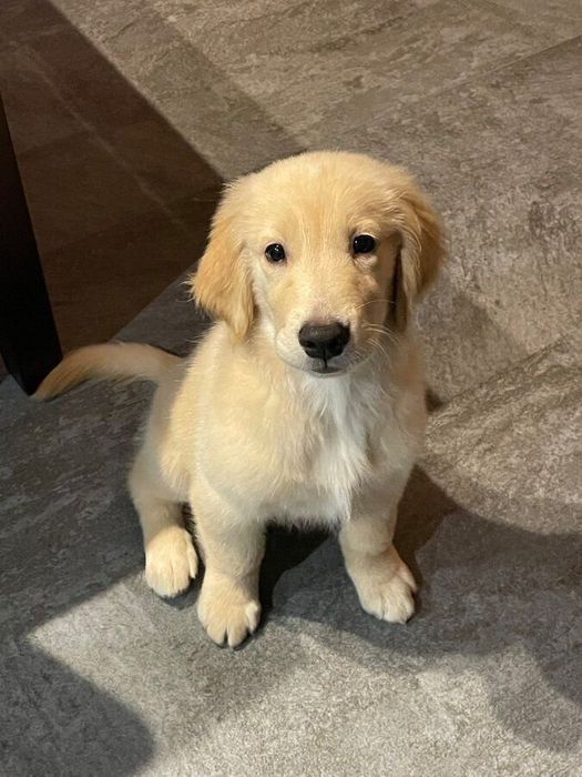 ふだんのロキちゃん ゴハン待ちなのだとか