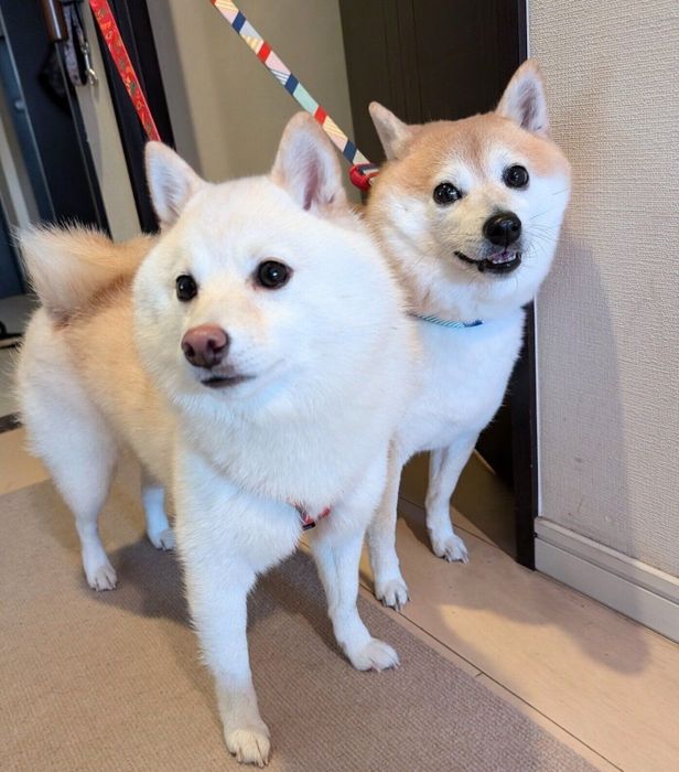 朝の散歩から帰ってきたくるみちゃん、餅子ちゃん